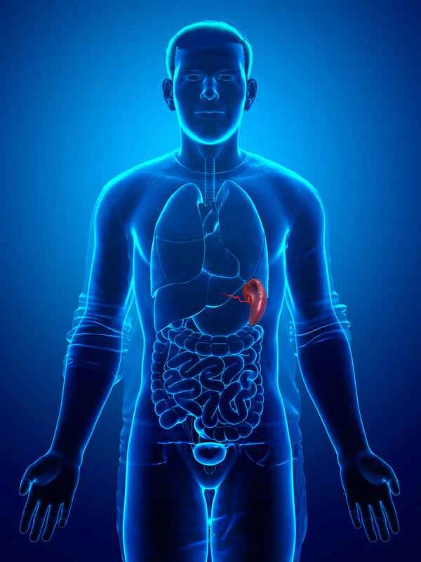 Can a spleen grow back after it has been removed?