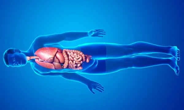 Why does intestinal obstruction cause fainting?