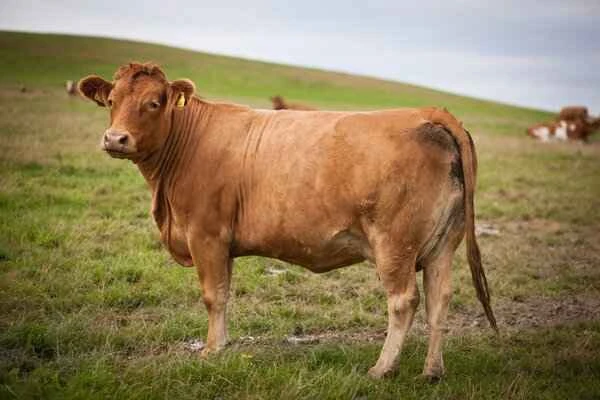 Can I eat lamb, beef, or chicken if I have intestinal polyps?