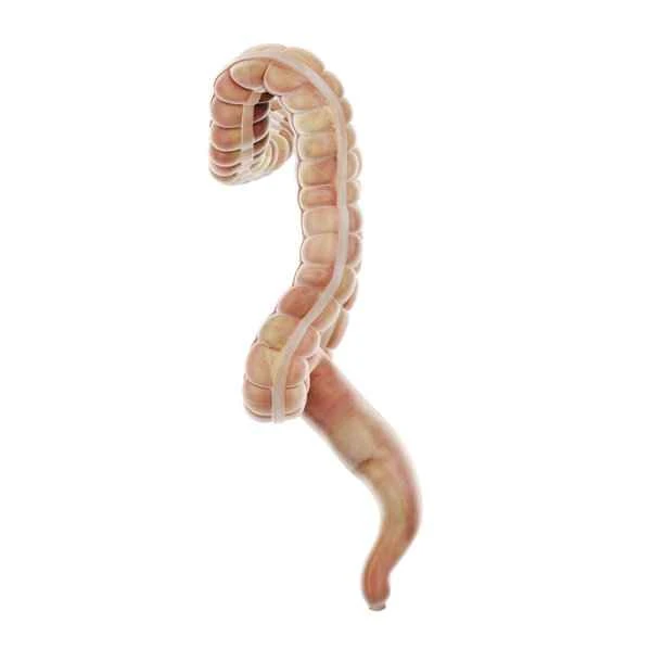 Can I eat if I have a small bowel obstruction?